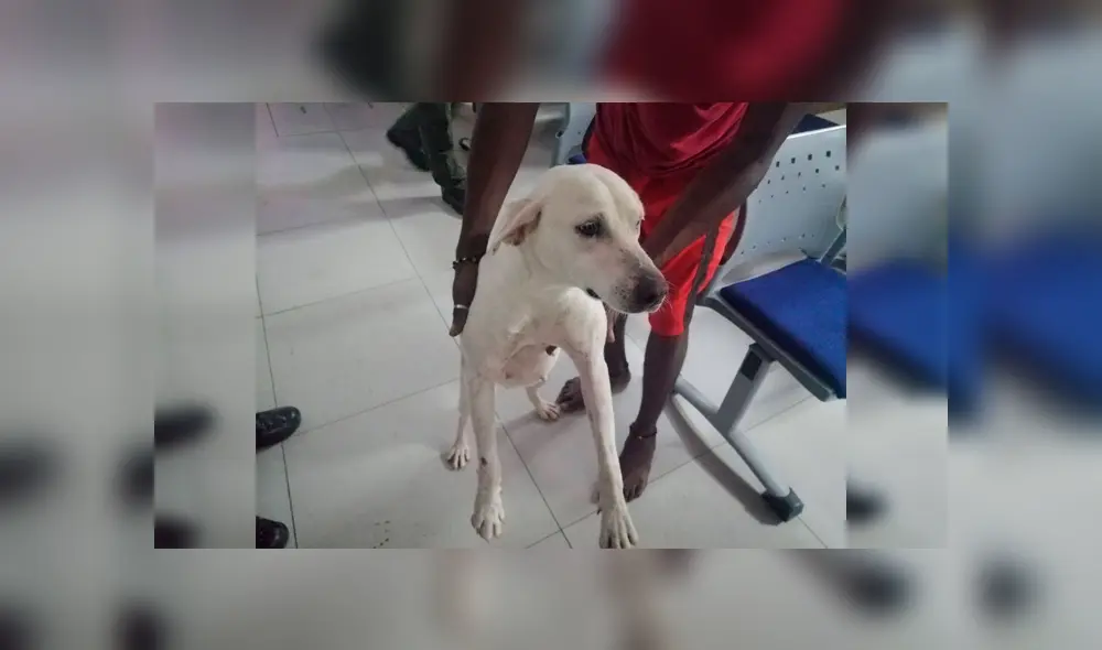 La canina criolla afectada recibió atención veterinaria por parte de la Policía Ambiental y Ecológica. (Foto: Semana Sostenible) La canina criolla afectada recibió atención veterinaria por parte de la Policía Ambiental y Ecológica. (Foto: Semana Sostenible)