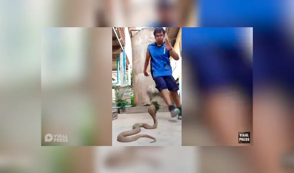 Desliza hacia la izquierda para ver el inusual baile que hizo el hombre para hipnotizar a una serpiente. Video viral de YouTube. Desliza hacia la izquierda para ver el inusual baile que hizo el hombre para hipnotizar a una serpiente. Video viral de YouTube.