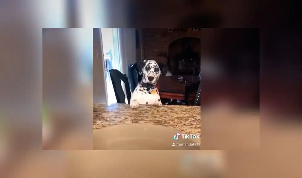 Desliza las imágenes para ver la peculiar reacción que tuvo este can al ver su plato vacío. Foto: gigi.and.rocket/IG Desliza las imágenes para ver la peculiar reacción que tuvo este can al ver su plato vacío. Foto: gigi.and.rocket/IG