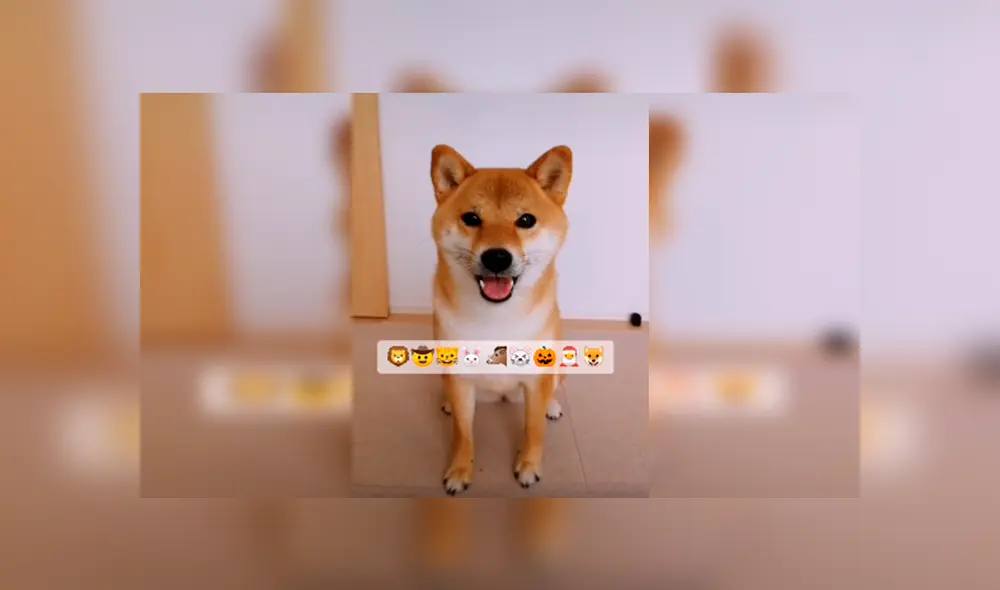 En Tik Tok, una joven adquirió graciosos sombreros para ponerlo en la cabeza de su mascota como parte de un reto.