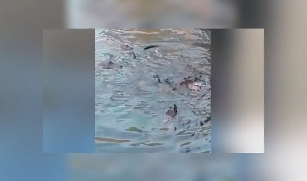 Desliza para ver los momentos más sorprendentes del video viral de YouTube.