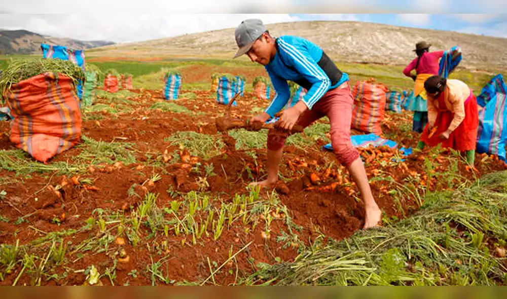 Cuba quiere los excedentes de papa peruana, previo a los requisitos fitosanitarios Cuba quiere los excedentes de papa peruana, previo a los requisitos fitosanitarios