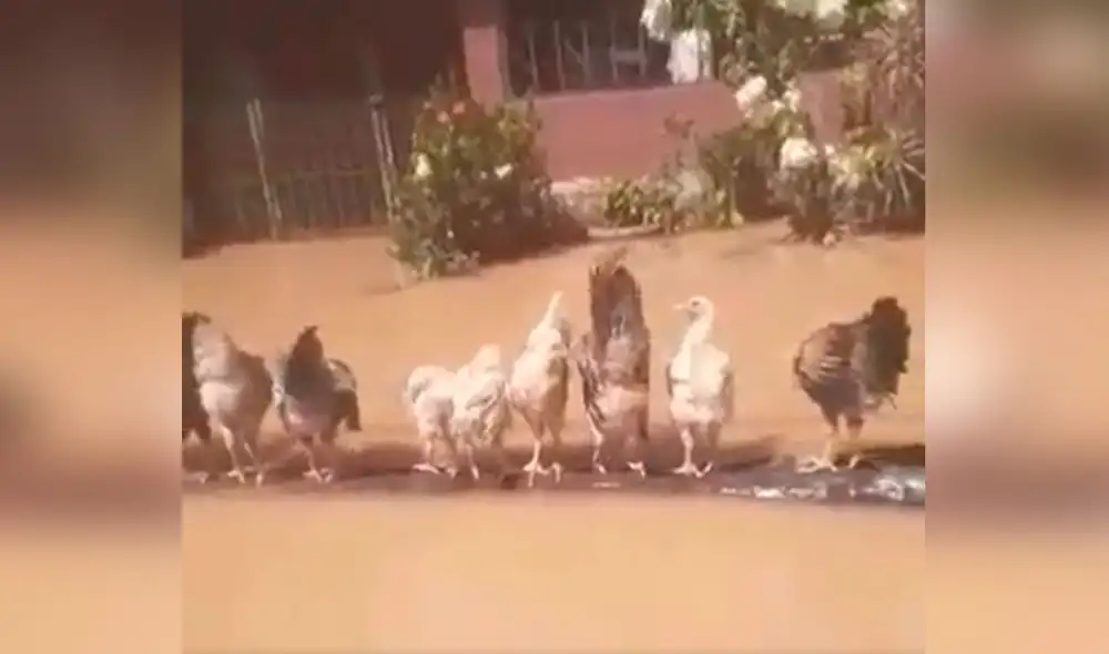 Desliza las imágenes para apreciar la noble labor de un hombre al arriesgar su vida para salvar a sus gallinas. Foto: captura de YouTube