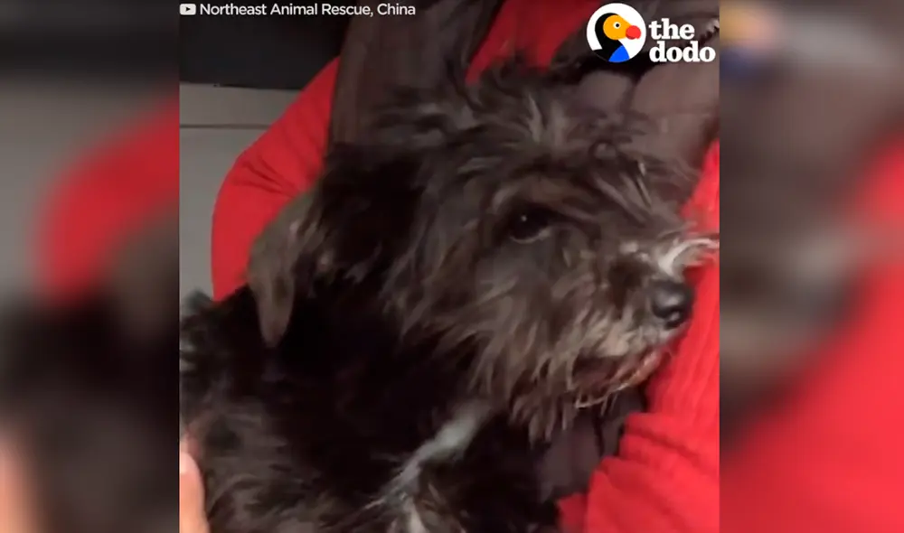 Desliza las imágenes para ver el rotundo cambio de la mascota rescatada durante un temporal de nieve. Foto: captura de YouTube Desliza las imágenes para ver el rotundo cambio de la mascota rescatada durante un temporal de nieve. Foto: captura de YouTube