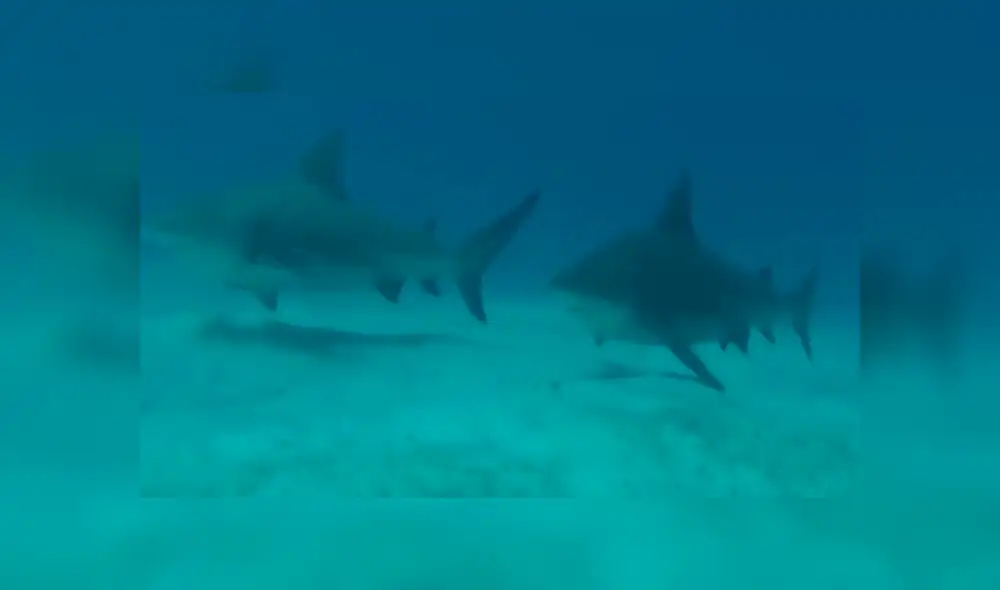 Tiburones acechan a un grupo de turistas cuando estaban buceando en Playa del Carmen [VIDEO]