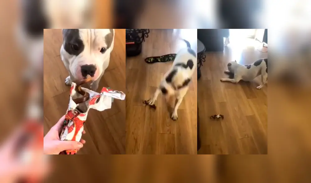 Desliza las fotografías para ver las divertidas reacciones que tiene Brutus cuando su dueña lo alimenta. Foto: Captura/ brutusthabully Desliza las fotografías para ver las divertidas reacciones que tiene Brutus cuando su dueña lo alimenta. Foto: Captura/ brutusthabully