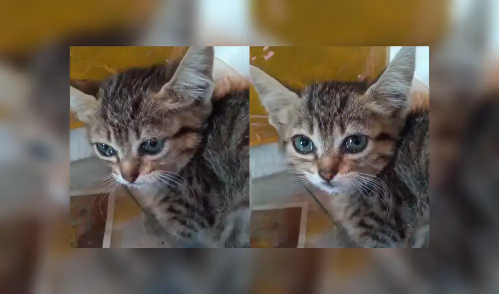 Facebook: miles se conmueven al ver como un gatito llora tras ser salvado de un perro