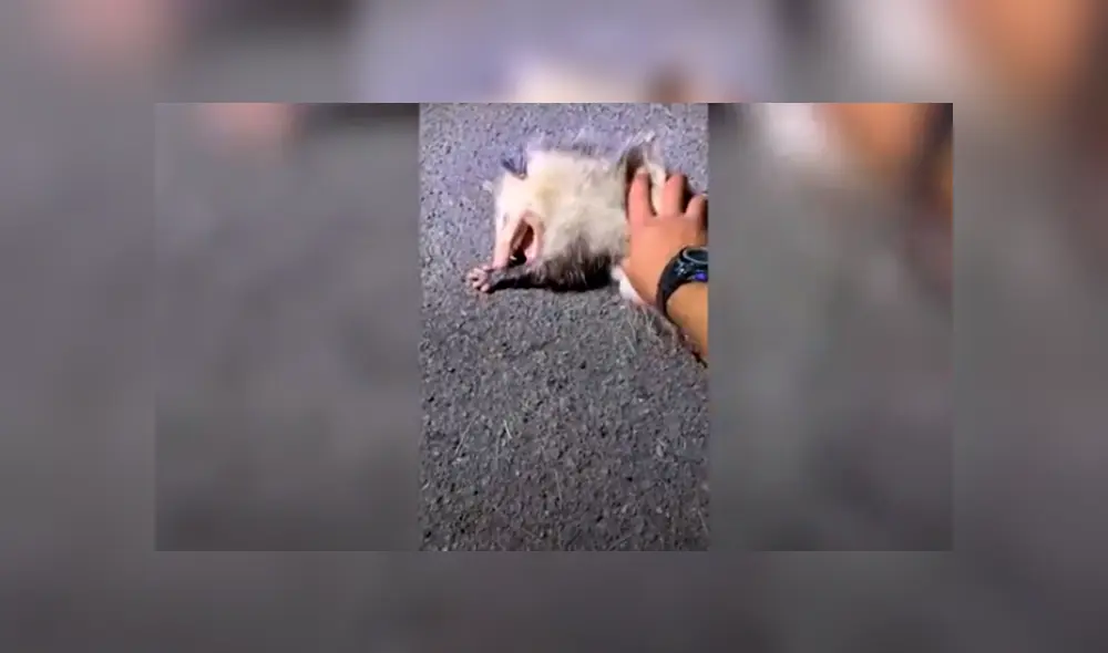 Desliza las imágenes para observar el comportamiento de una zarigüeya al tener cerca a un hombre. Foto: Caters Clips. Desliza las imágenes para observar el comportamiento de una zarigüeya al tener cerca a un hombre. Foto: Caters Clips.