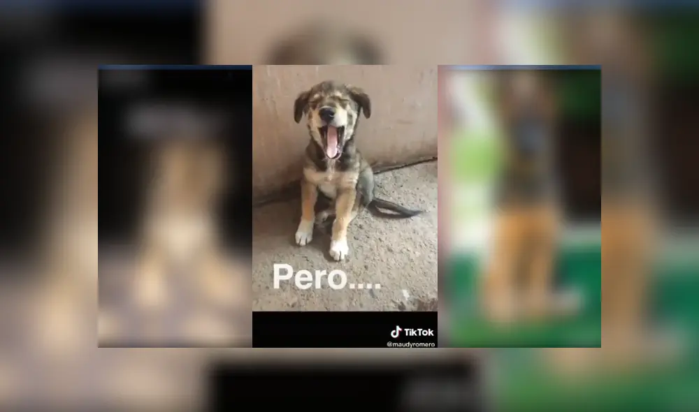 Desliza para ver el desenlace de este video viral de Facebook. Foto: Captura. Desliza para ver el desenlace de este video viral de Facebook. Foto: Captura.