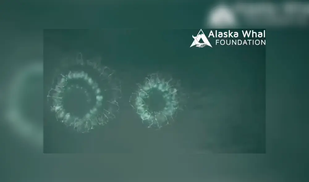 Video es viral en YouTube. Biólogos marinos usaron drones aéreos para registrar la singular técnica que usan algunas ballenas jorobadas para capturar a su presa Video es viral en YouTube. Biólogos marinos usaron drones aéreos para registrar la singular técnica que usan algunas ballenas jorobadas para capturar a su presa