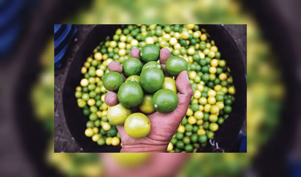 Unas 60 mil hectáreas de cítricos estarían en riesgo por posible ingreso de plaga al país Unas 60 mil hectáreas de cítricos estarían en riesgo por posible ingreso de plaga al país