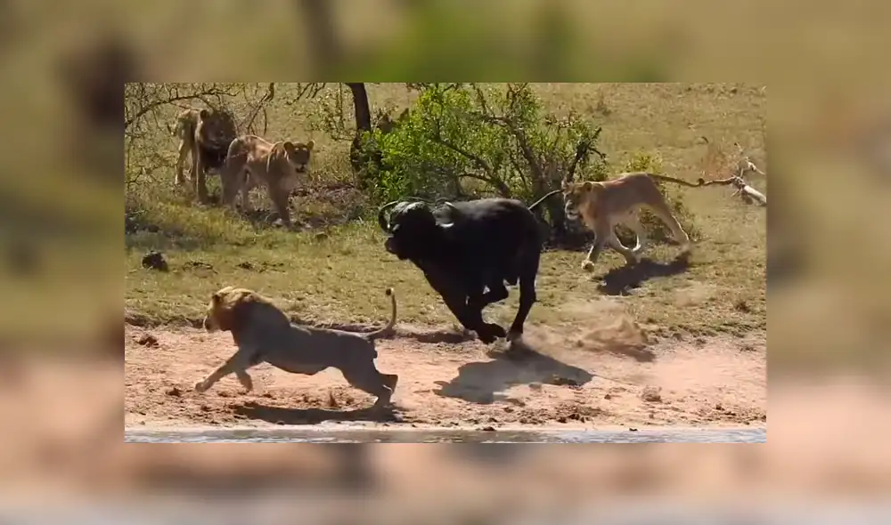 YouTube viral: Hambrientos leones cazan a búfalo, pero son atacados por enfurecida manada [VIDEO] 