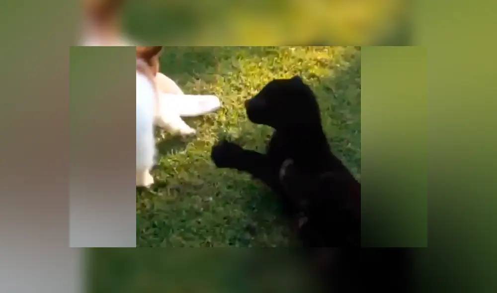 Desliza hacia la izquierda para ver el tierno encuentro entre una pantera y un osado perro.