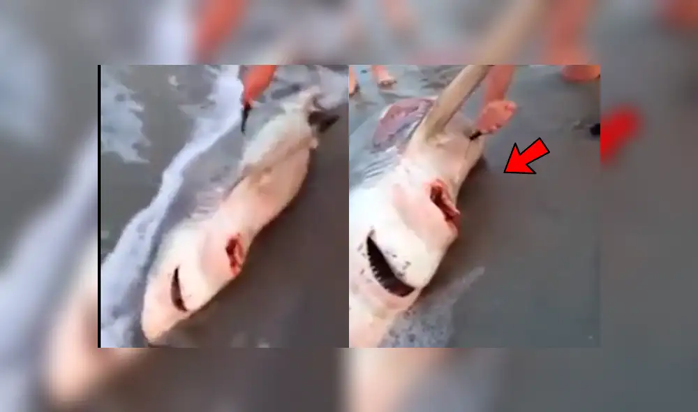YouTube viral: Abren estómago de tiburón muerto y descubren criaturas vivas [VIDEO] 