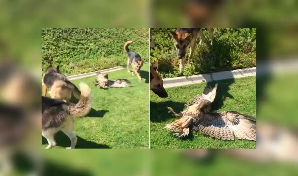 Desliza para ver todas las imágenes de Facebook. Foto: captura