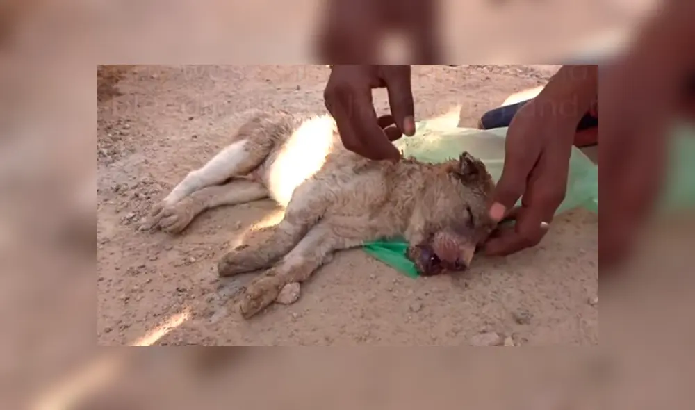 Desliza hacia la izquierda para ver el conmovedor hallazgo del perro que se hizo viral en YouTube. Desliza hacia la izquierda para ver el conmovedor hallazgo del perro que se hizo viral en YouTube.