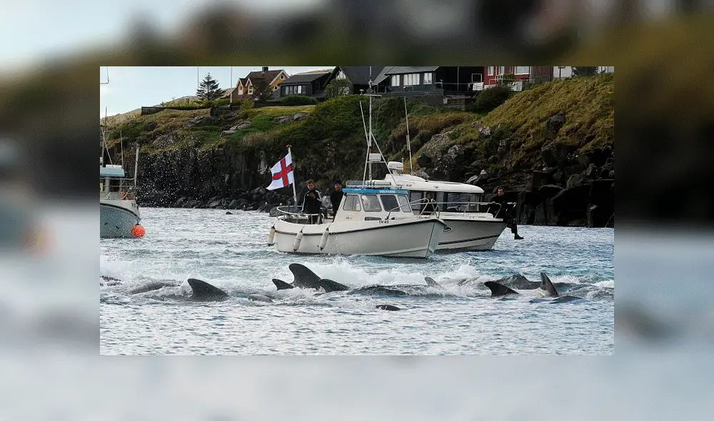 El gobierno feroés asegura que la cacería de ballenas es "sostenible" y "regulada". Foto: AFP.