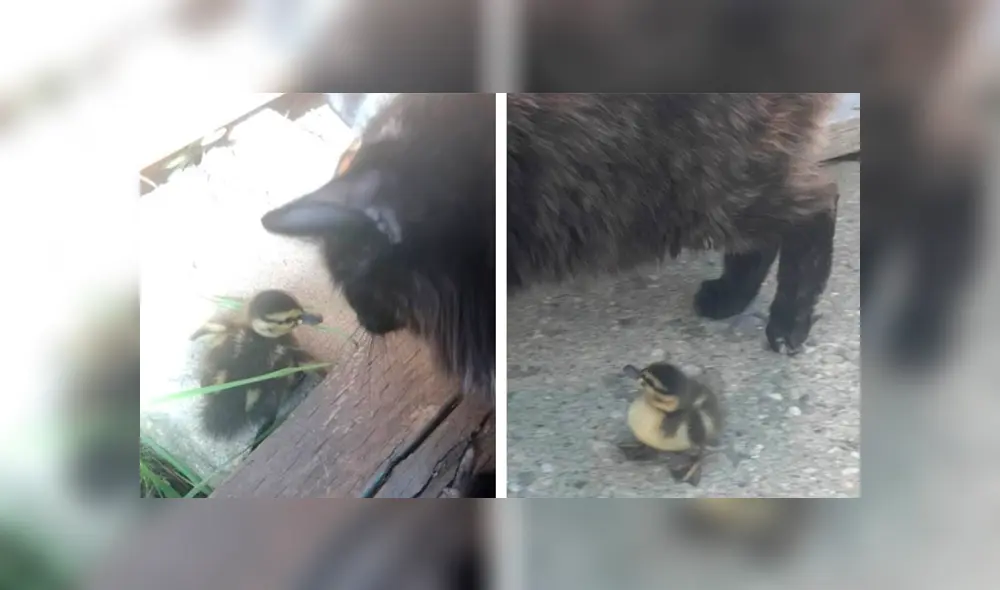 Desliza las imágenes hacia la izquierda para observar la emotiva escena entre un pato bebé y un gato. Foto: Caters Clips.