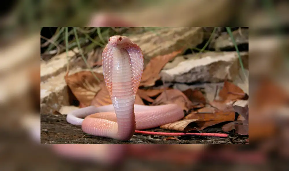 Facebook viral: peligrosas serpientes inician lucha y sucede algo increíble [VIDEO] 