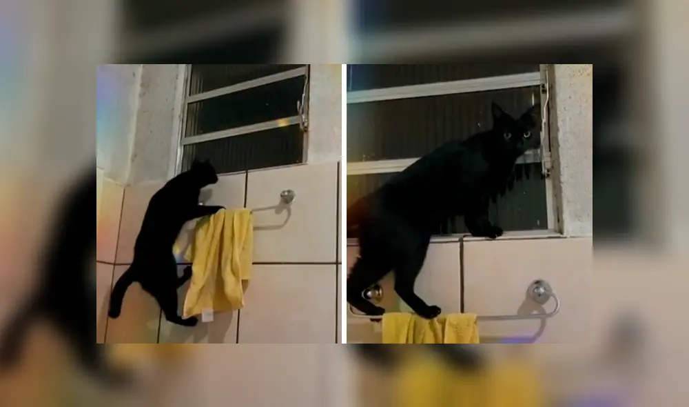 Desliza las imágenes para apreciar la increíble acción de un gato al trepar las paredes para escapar de casa. Foto: Captura.