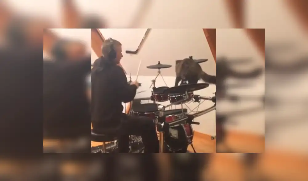 En Facebook, un travieso gato no tuvo mejor idea que molestar a su dueño mientras tocaba batería. En Facebook, un travieso gato no tuvo mejor idea que molestar a su dueño mientras tocaba batería.