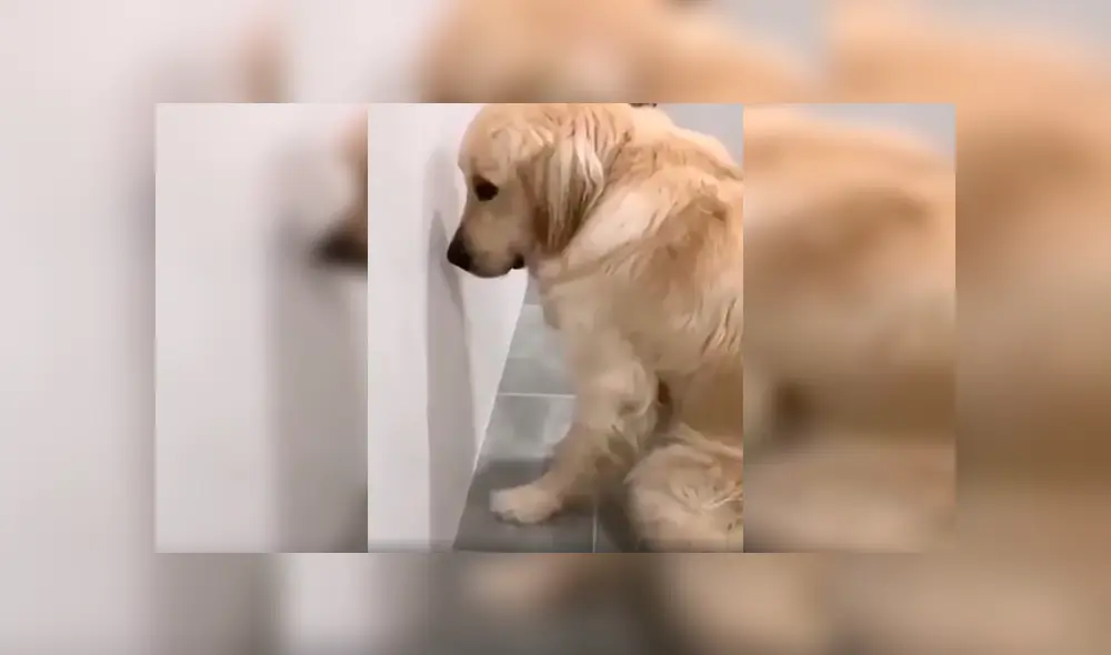 En Facebook, un perro tuvo inesperada reacción cuando su dueño descubrió su terrible travesura. En Facebook, un perro tuvo inesperada reacción cuando su dueño descubrió su terrible travesura.