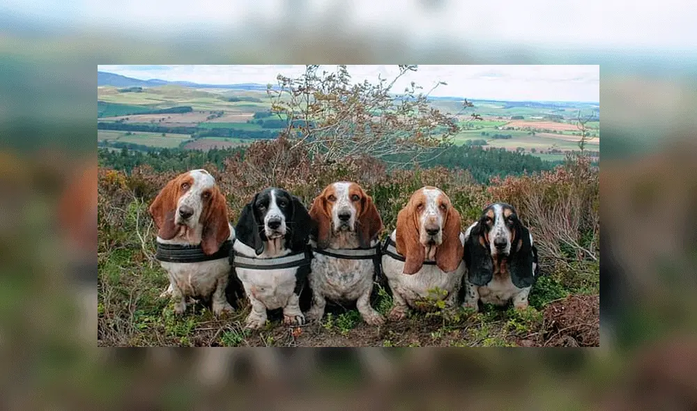 Perrito travieso confunde juguete sexual con una pelota y se convierte en viral [FOTOS]