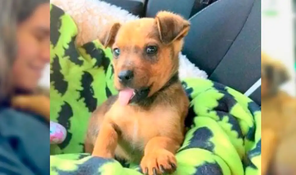 Otto pasó por una cirugía y ahora se encuentra estable y demuestra mucho amor. Foto: Captura/Facebook/Greenville Humane Society Otto pasó por una cirugía y ahora se encuentra estable y demuestra mucho amor. Foto: Captura/Facebook/Greenville Humane Society