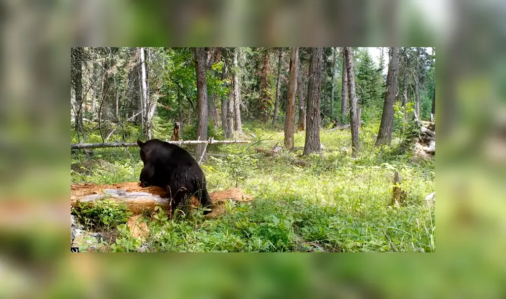 Facebook viral: hambriento oso encuentra comida dentro de árbol y hace lo imposible para sacarlo [VIDEO] 