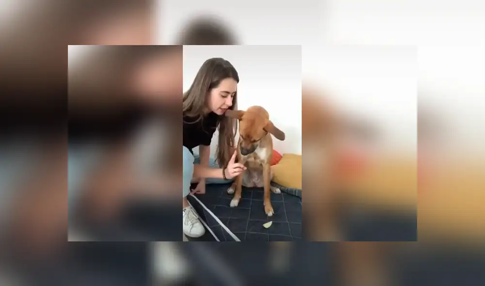 Desliza las imágenes para conocer el inesperado comportamiento de un perro al ser desafiado por su dueña.