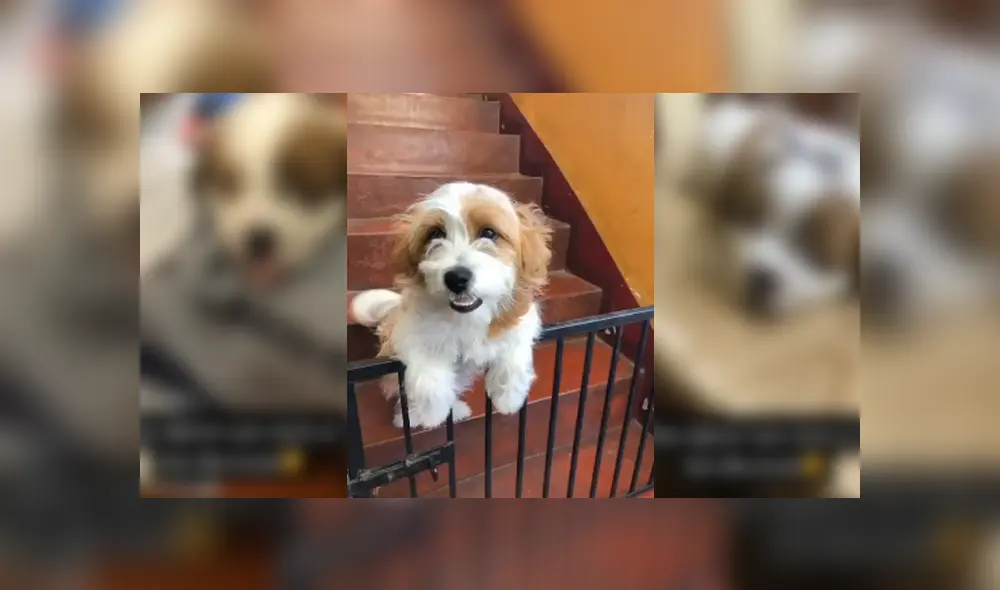 Desliza para ver el desenlace de este video viral de YouTube. Foto: Captura. Desliza para ver el desenlace de este video viral de YouTube. Foto: Captura.