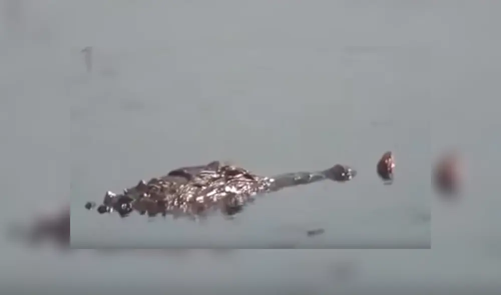 Enorme anaconda ingresa a río y tiene mortal batalla con feroz cocodrilo [VIDEO] 