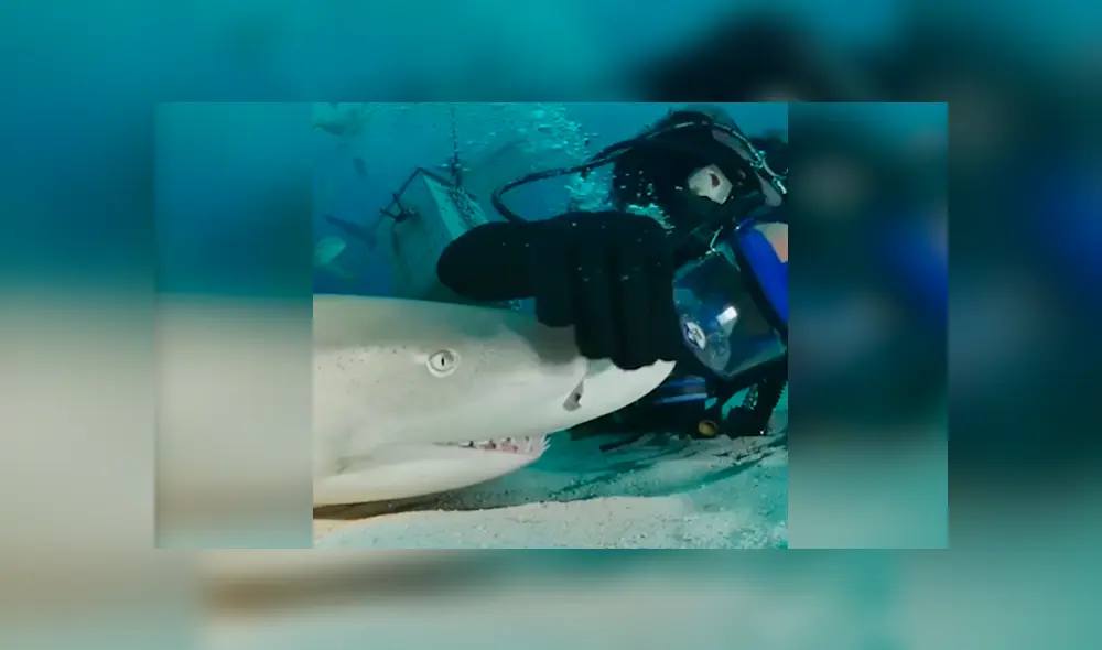 Desliza las fotografías para ver la reacción que tuvo el tiburón al sentir las caricias del osado buzo que lo visitó. Foto: Captura/James Abernethy Desliza las fotografías para ver la reacción que tuvo el tiburón al sentir las caricias del osado buzo que lo visitó. Foto: Captura/James Abernethy