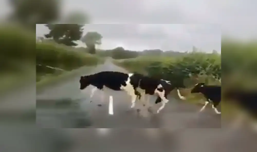 Video es viral en YouTube. Un joven captó el preciso momento en que un grupo de vacas creen haberse topado con un obstáculo en su camino. Foto: Captura.