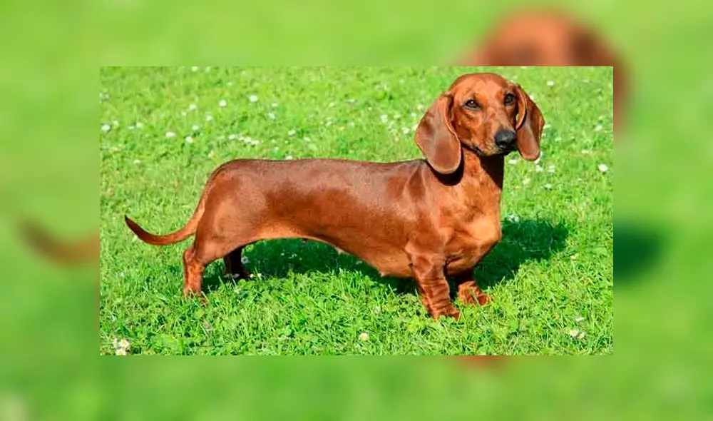 A través de Facebook se hizo viral la tierna historia de este niño y la búsqueda de su perro salchicha extraviado. A través de Facebook se hizo viral la tierna historia de este niño y la búsqueda de su perro salchicha extraviado.