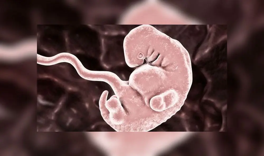 El experimento vio células madre humanas inyectadas en un embrión de mono. Foto: Getty Images