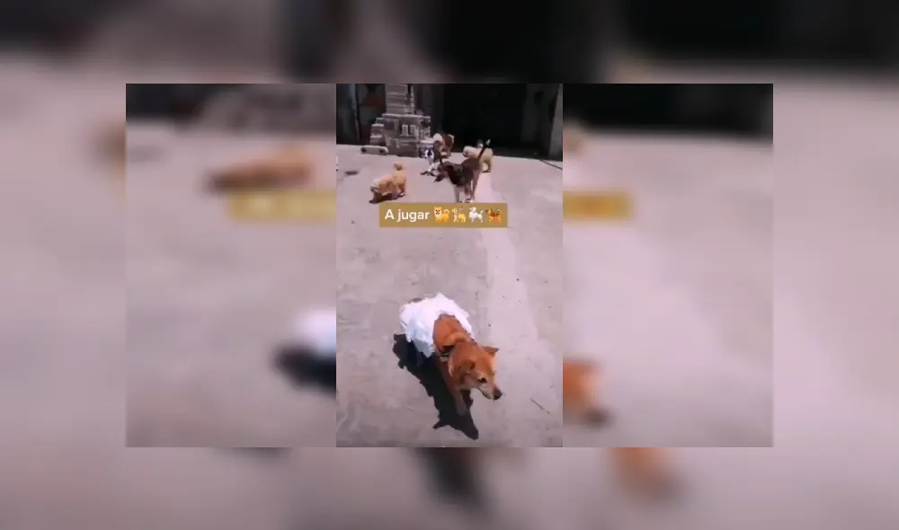 Desliza las imágenes hacia la izquierda para conocer la noble labor de un hombre al ayudar a su perro. Fotocaptura: Facebook.