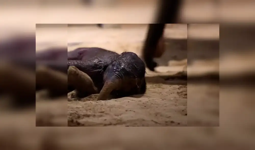 YouTube viral: elefante bebé aprende a dar sus primeros pasos con ayuda de su madre [VIDEO]