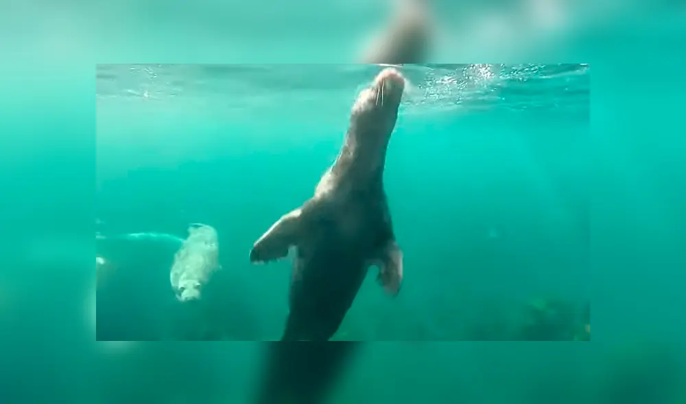 Los animales sorprendieron al hombre, que no se imaginó que era perseguido por un gran grupo. Foto: captura Los animales sorprendieron al hombre, que no se imaginó que era perseguido por un gran grupo. Foto: captura