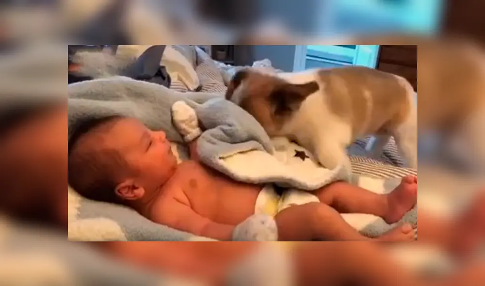 Desliza las imágenes para observar el tierno momento que protagonizaron un bebé con un perro que se encargó de cuidarlo. Desliza las imágenes para observar el tierno momento que protagonizaron un bebé con un perro que se encargó de cuidarlo.