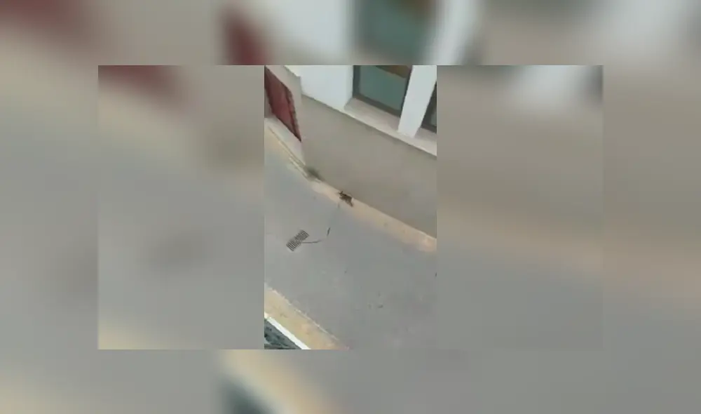 Desliza las imágenes hacia la izquierda para conocer cómo un hombre paseó a su perro desde su balcón. Desliza las imágenes hacia la izquierda para conocer cómo un hombre paseó a su perro desde su balcón.