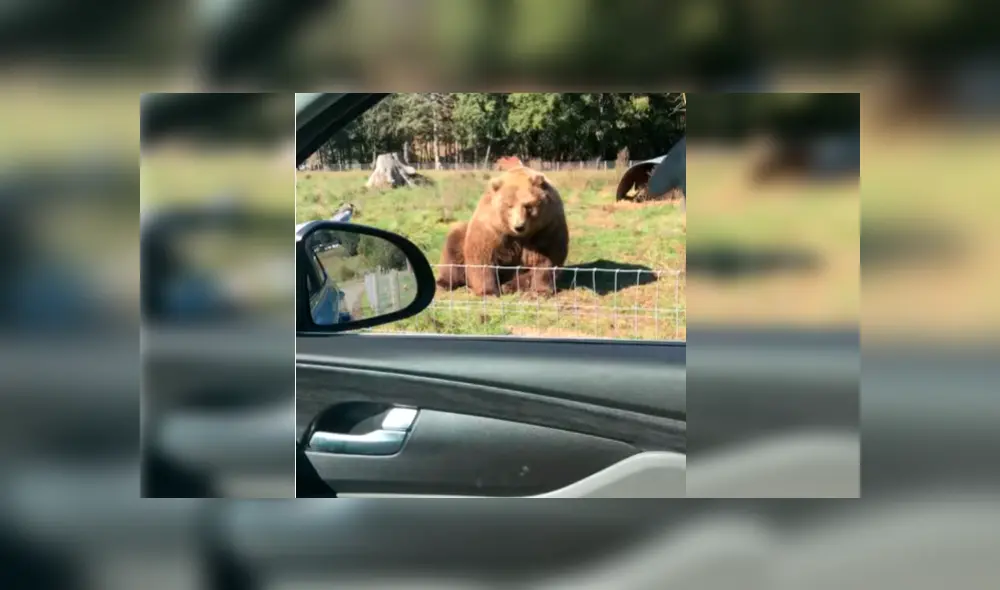 Esposos estaban visitando un parque de animales salvajes cuando se acercaron a saludar a un oso, sin presagiar la intempestiva respuesta de este Esposos estaban visitando un parque de animales salvajes cuando se acercaron a saludar a un oso, sin presagiar la intempestiva respuesta de este