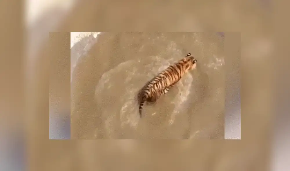 Facebook viral: Patos se burlan cruelmente de un feroz tigre, que entró a su hogar para devorarlos [VIDEO] 