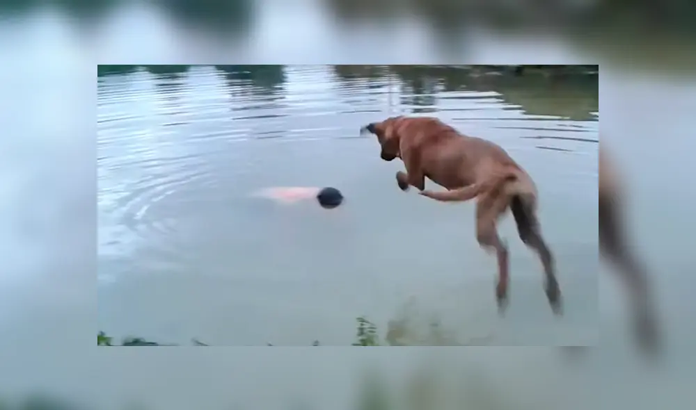 Vía Facebook. El can vigilaba atentamente a su dueño mientras se bañaba en un lago de gran profundidad hasta que percibió que algo malo pasaba Vía Facebook. El can vigilaba atentamente a su dueño mientras se bañaba en un lago de gran profundidad hasta que percibió que algo malo pasaba