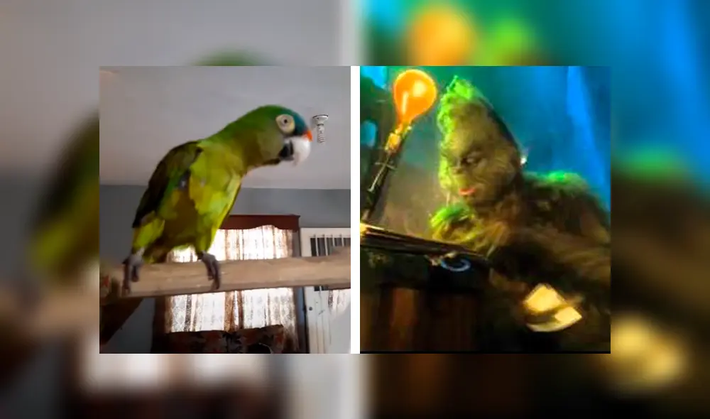 Desliza las imágenes hacia la izquierda para conocer la entretenida actuación de un loro al parodiar al ‘Grinch’. Foto: Captura. Desliza las imágenes hacia la izquierda para conocer la entretenida actuación de un loro al parodiar al ‘Grinch’. Foto: Captura.
