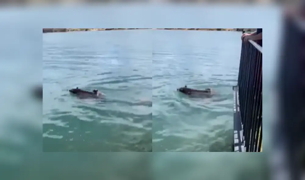 Desliza hacia la izquierda para ver más detalles de este conmovedora entre una mamá y su cría que es viral en YouTube.