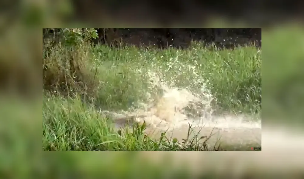 Un video viral de YouTube registró el brutal ataque que sufrió un feroz cocodrilo en las garras de un hambriento jaguar, que se sumergió en su territorio para devorarlo. Un video viral de YouTube registró el brutal ataque que sufrió un feroz cocodrilo en las garras de un hambriento jaguar, que se sumergió en su territorio para devorarlo.
