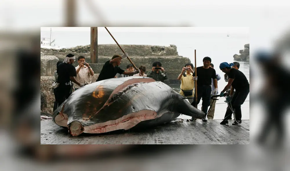 caza ballenas Japón