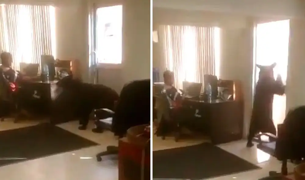 El animal recorrió la oficina sin dañar a ningún trabajador. Foto: Captura/Twitter/@garridohiram El animal recorrió la oficina sin dañar a ningún trabajador. Foto: Captura/Twitter/@garridohiram