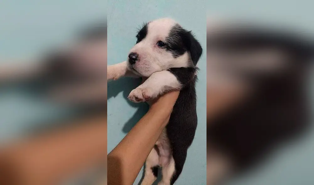 Desliza las imágenes para conocer la historia de una perrita que perdió a sus crías y recibió el apoyo de su dueño. Foto: Facebook